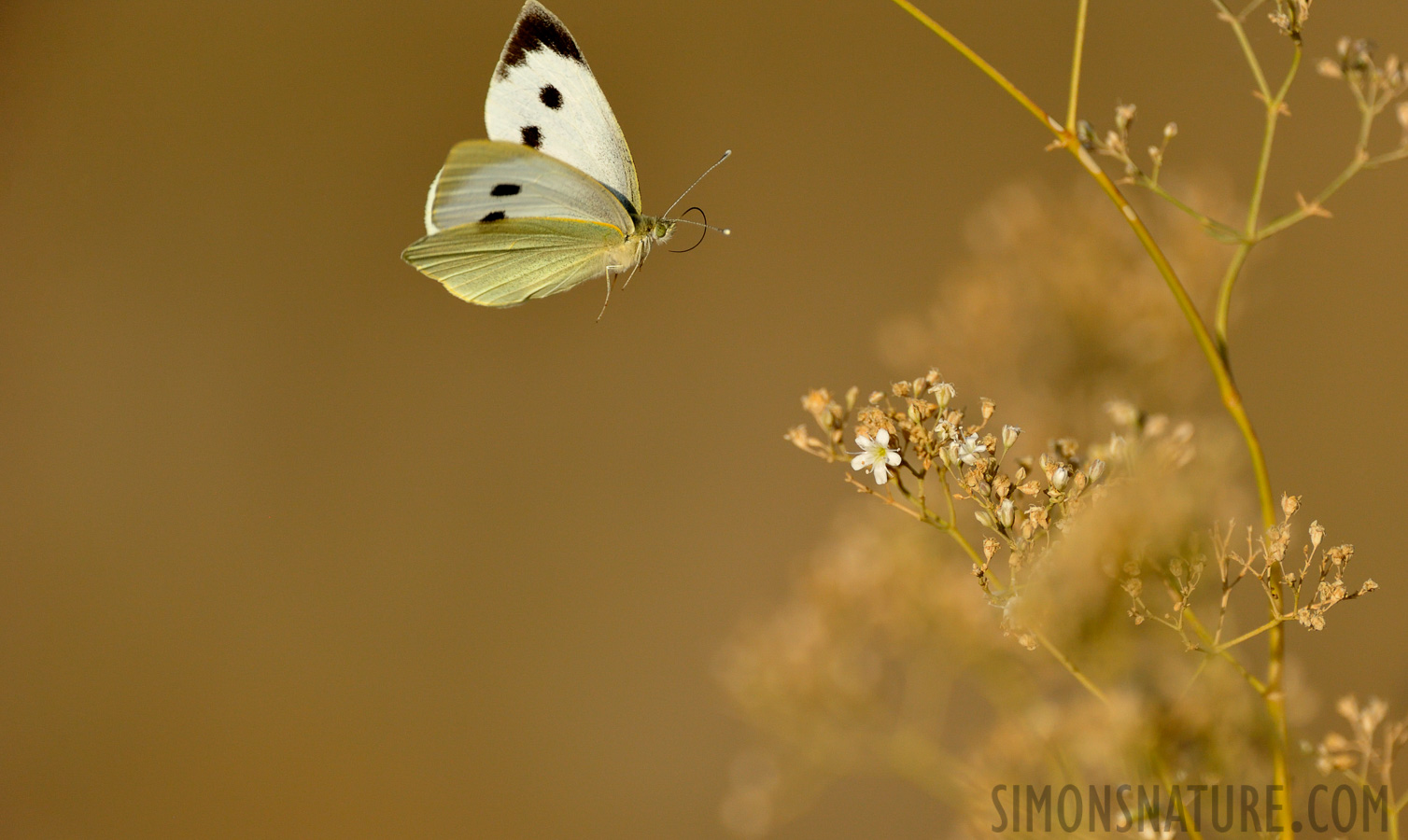 Pieris brassicae [550 mm, 1/3200 Sek. bei f / 7.1, ISO 1600]